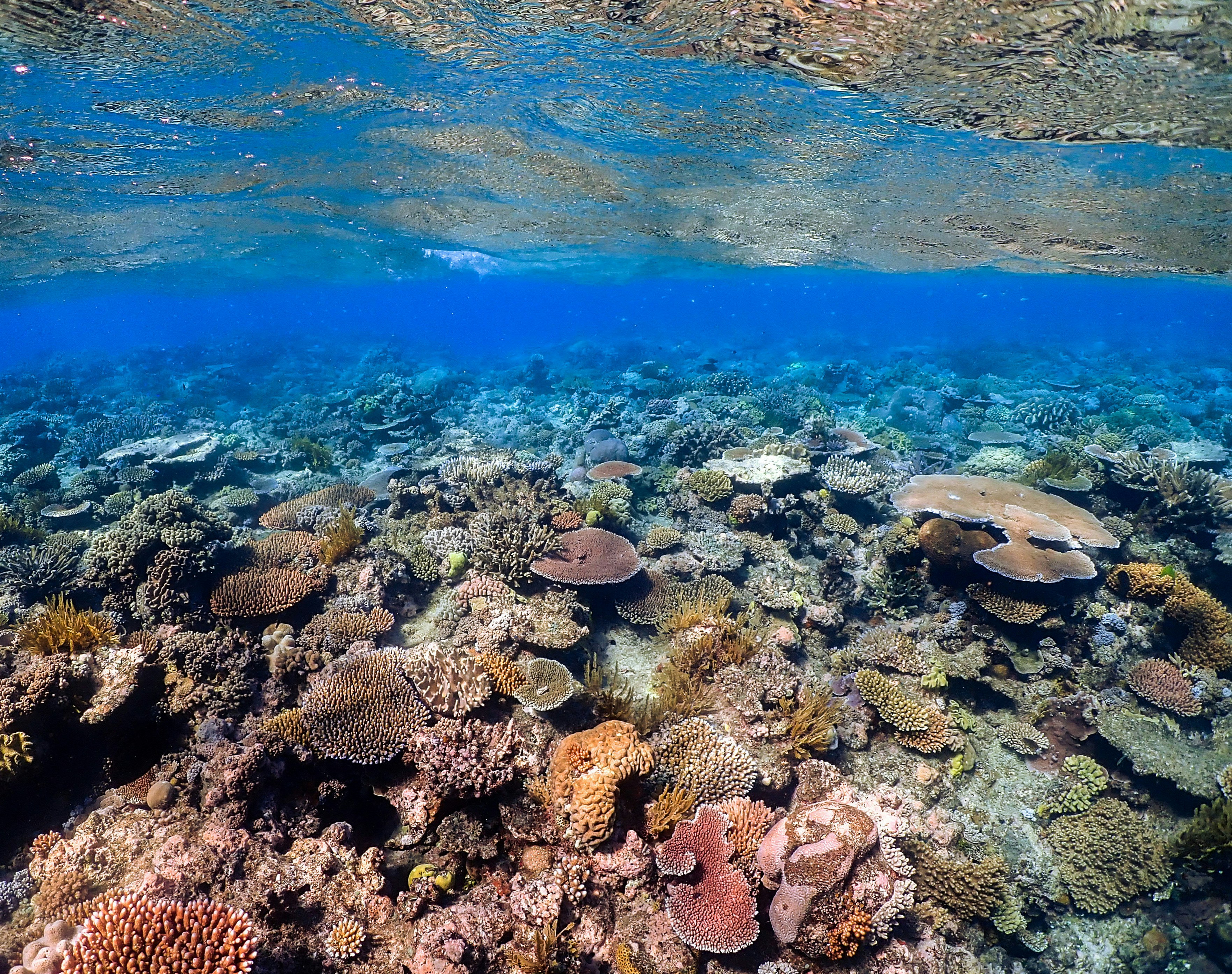 
<span>What the reefs are telling us</span>
