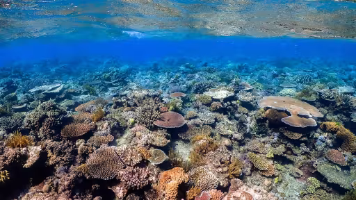 A shallow coral reef that appears vibrant and healthy.